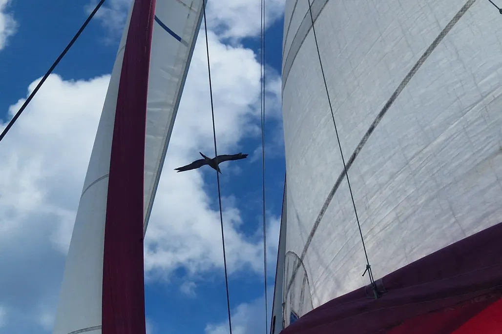 2019 Nautitech 40 Open | 12m - Image 12